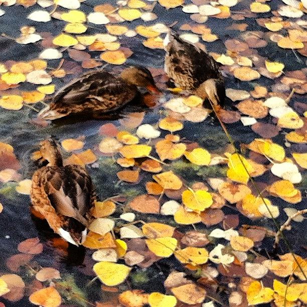 Fall Photograph - Fall Ducks by Trever Miller