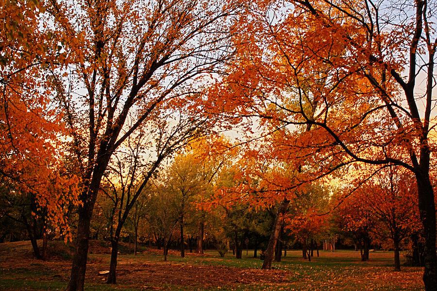 Fall Evening In The Park Photograph by Barbara Dean