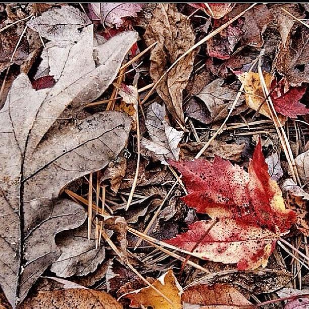 Fall Photograph - Fall #fall #autumn #leaves by Craig Kempf