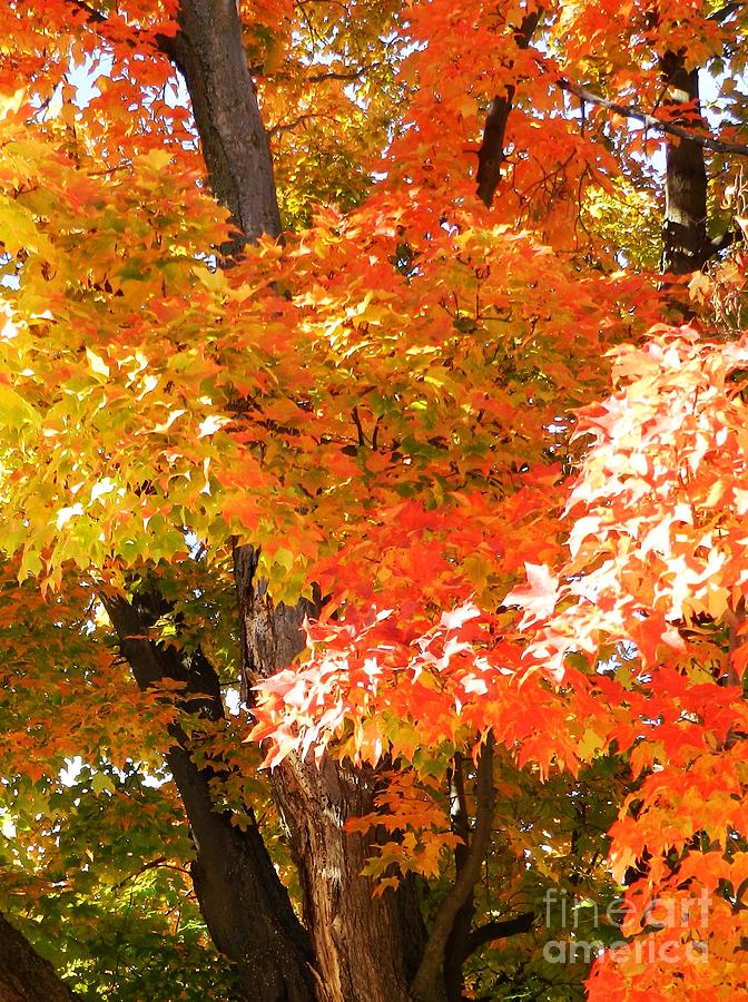 Fall Fascination Photograph by Snapshot Studio - Fine Art America