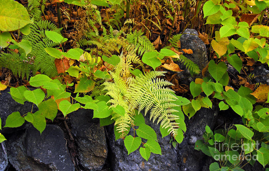 Fall Ferns Photograph by Cindy Manero