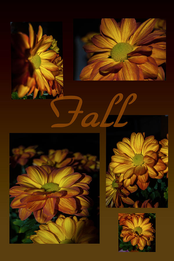 Fall Flowers Collage Photograph by Judy Hall-Folde