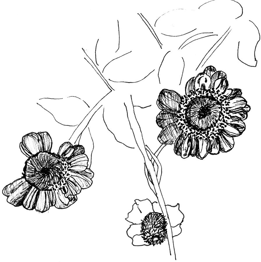 Fall Flowers Drawing by Elizabeth Thorstenson