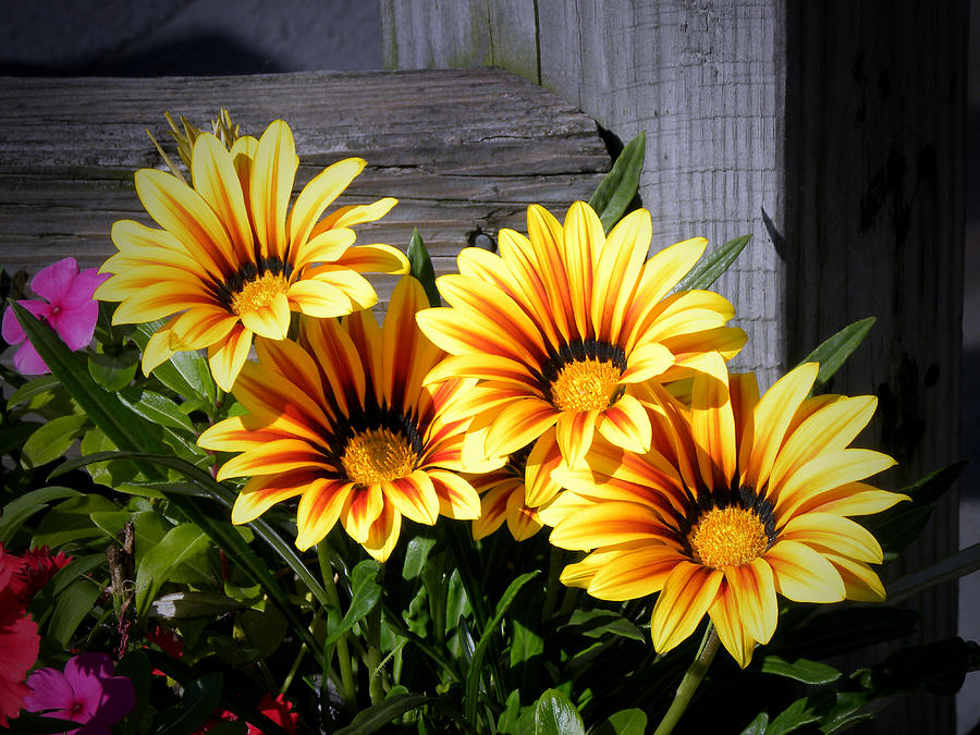 Fall Flowers Photograph by Julie Palencia