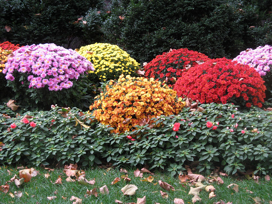 Fall Flowers Photograph by Richard Bryce and Family