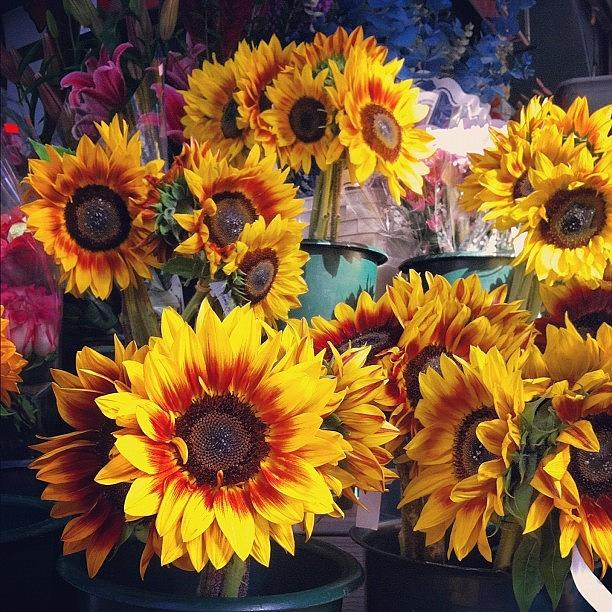 Sunflower Photograph - Fall Flowers🌻#sunflower #sunflowers by Claudia Gordon
