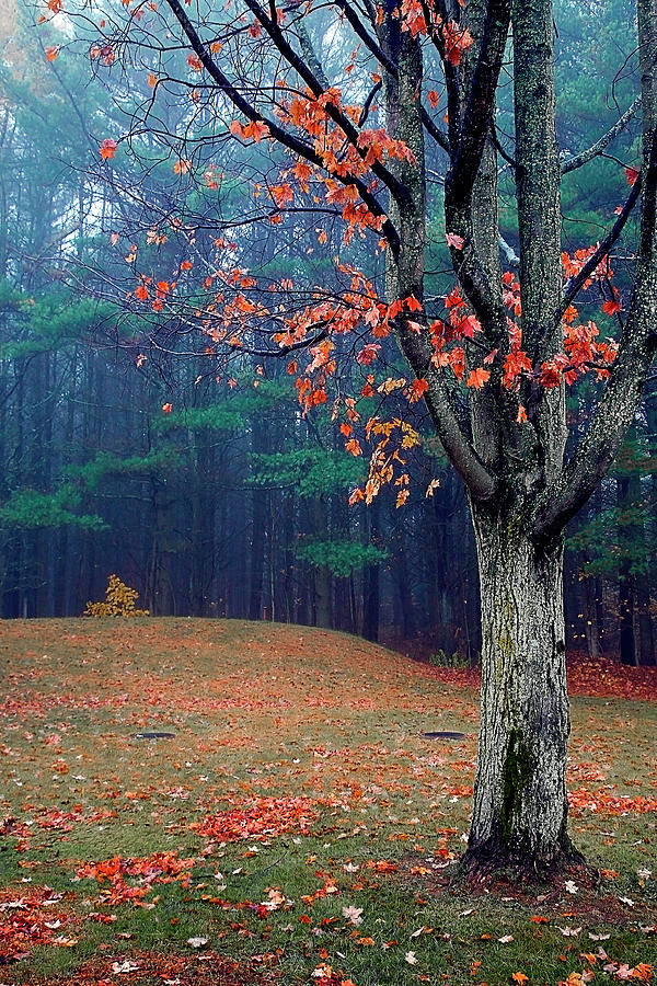 Fall Fog Photograph by Burney Lieberman
