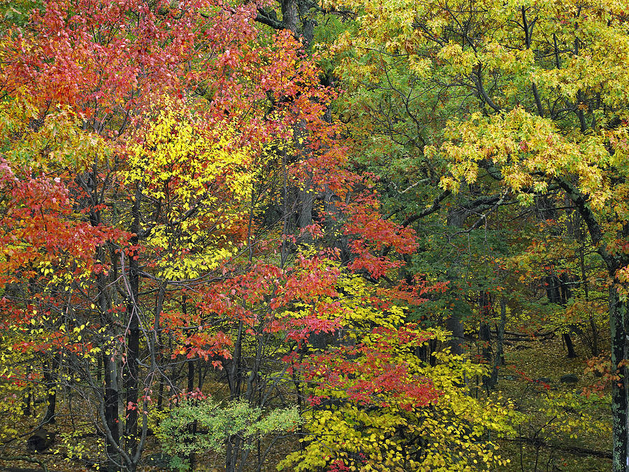 Fall Foliage At Fishers Gap Shenandoah Photograph by Tim Fitzharris