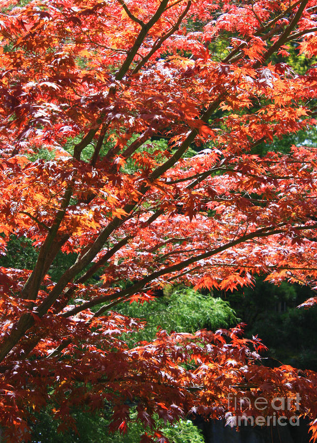 Fall Foliage Photograph by Carol Groenen