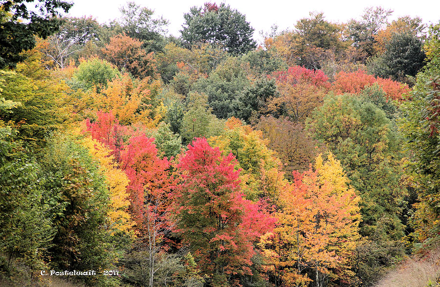 Fall Foliage Photograph By Carolyn Postelwait - Fine Art America