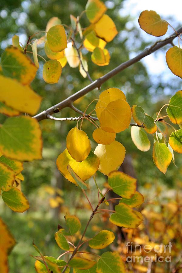 Fall Foliage Photograph by Ellen Heaverlo