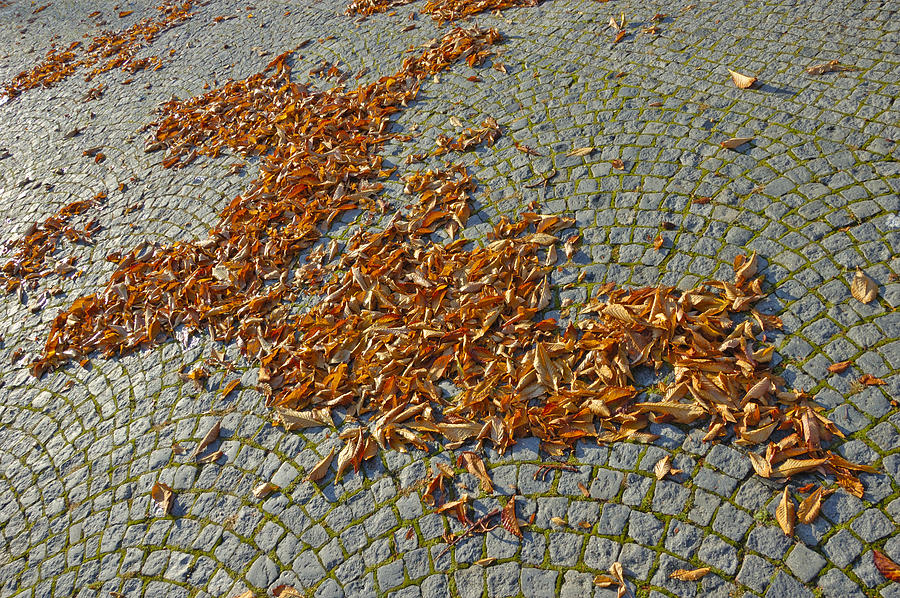 Fall - foliage lying on cobbled pavement Photograph by Matthias Hauser