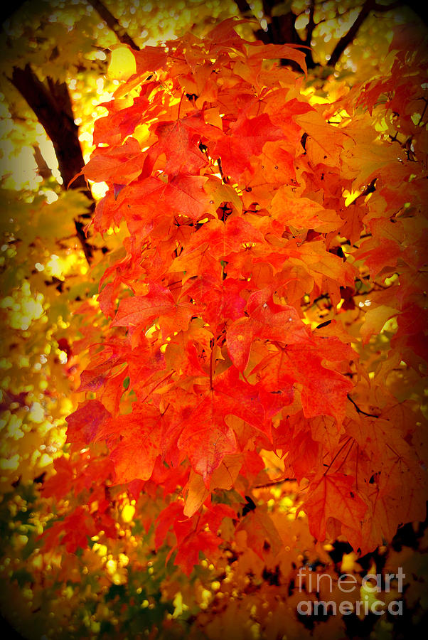 Fall Photograph - Fall Foliage by Susanne Van Hulst
