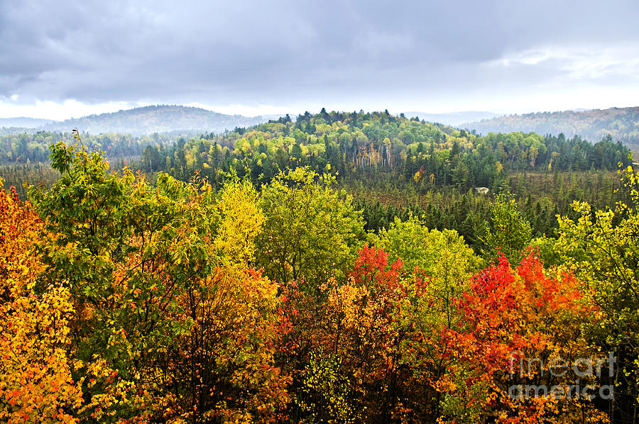Fall Photograph - Fall forest on rainy day by Elena Elisseeva