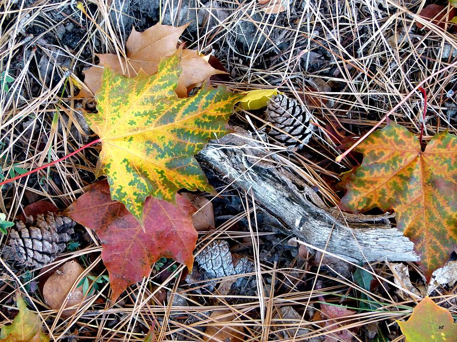 Fall Forest Floor Photograph by Will Borden
