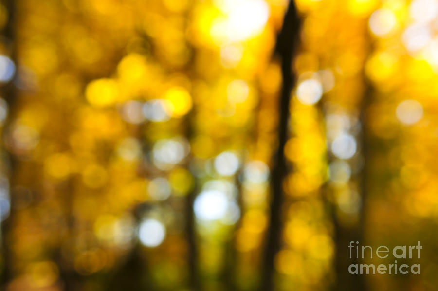 Fall forest in sunshine 1 Photograph by Elena Elisseeva