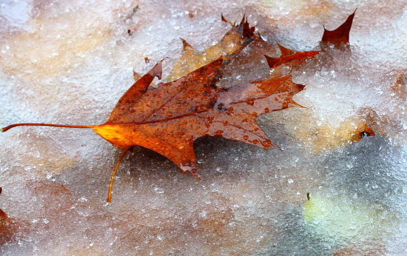Fall Frost Photograph by Patrice Zinck