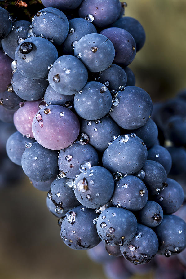 Fall grapes Photograph by Jean Noren