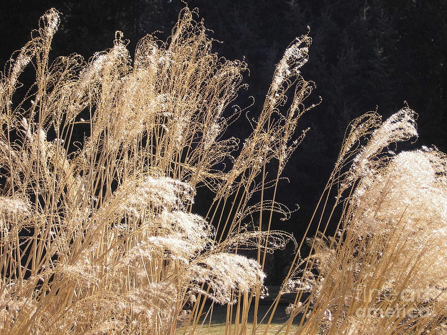 Fall Photograph - Fall Grasses by Jenny Chava Hudson