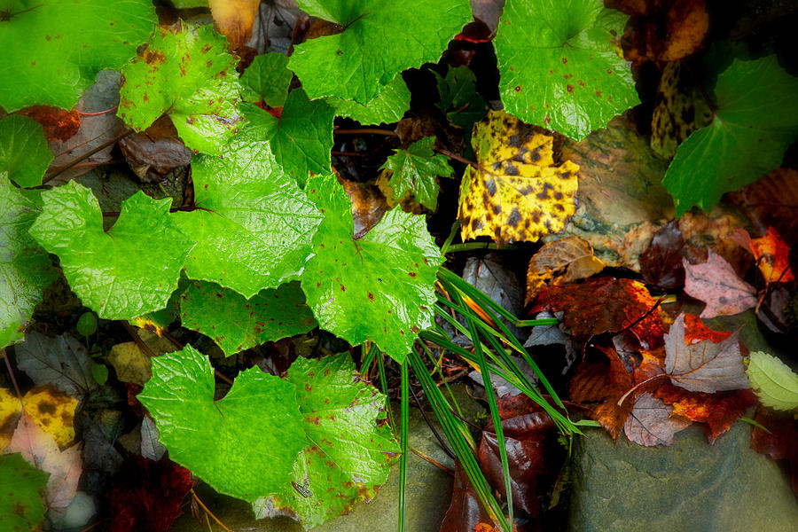 Mountain Photograph - Fall Green Leaves 5831   by Ken Brodeur