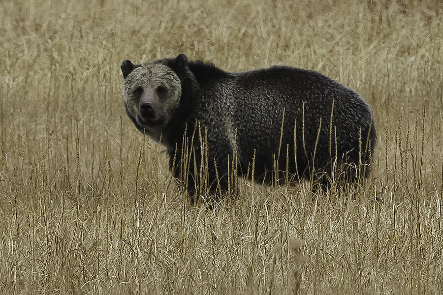 Yellowstone National Park Photograph - Fall Griz Number 1 by Kenneth McElroy