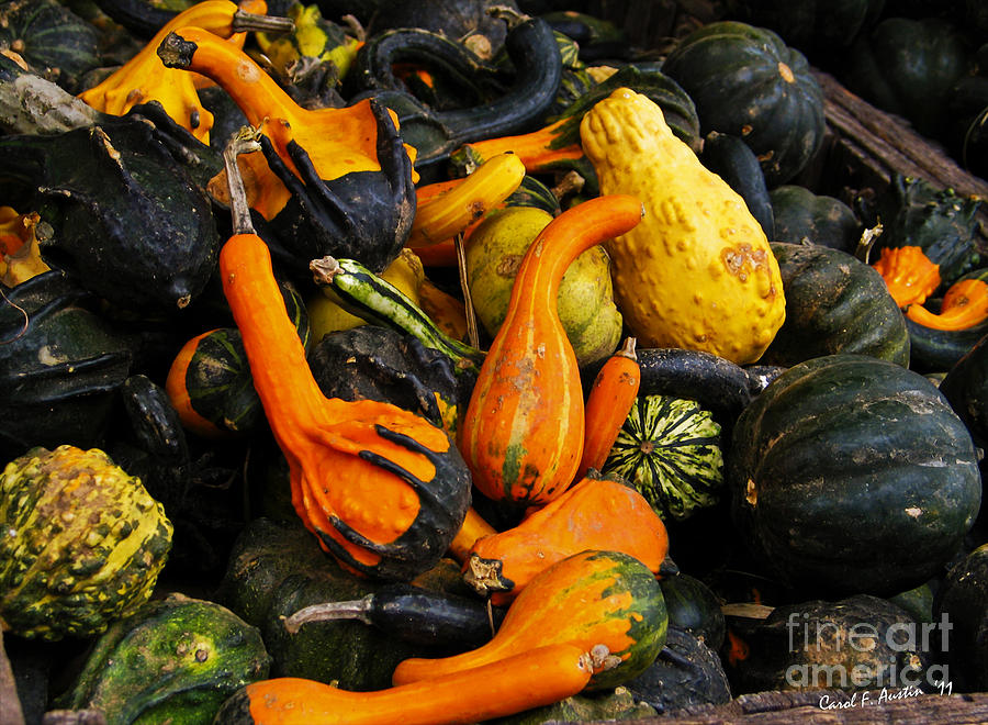 Fall Harvest Photograph by Carol F Austin