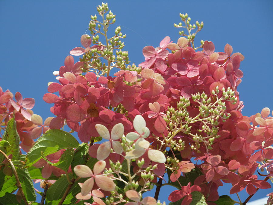 Fall Hydrangea Photograph by Alfred Ng