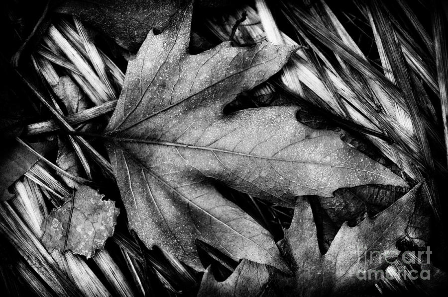 Fall in Black and White Photograph by Venetta Archer