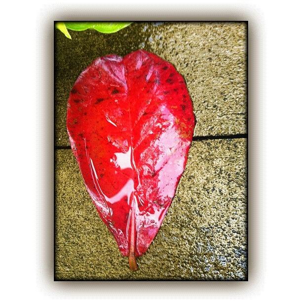 Honolulu Photograph - #fall In #honolulu #red #autumn #leaf by Debi Tenney