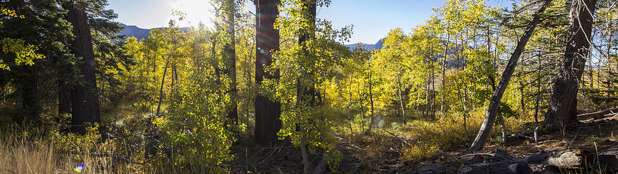 Fall in Lake Tahoe Photograph by Brad Scott
