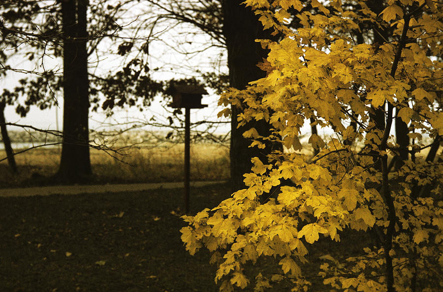 Fall in Lausanne Photograph by Dragan Kudjerski