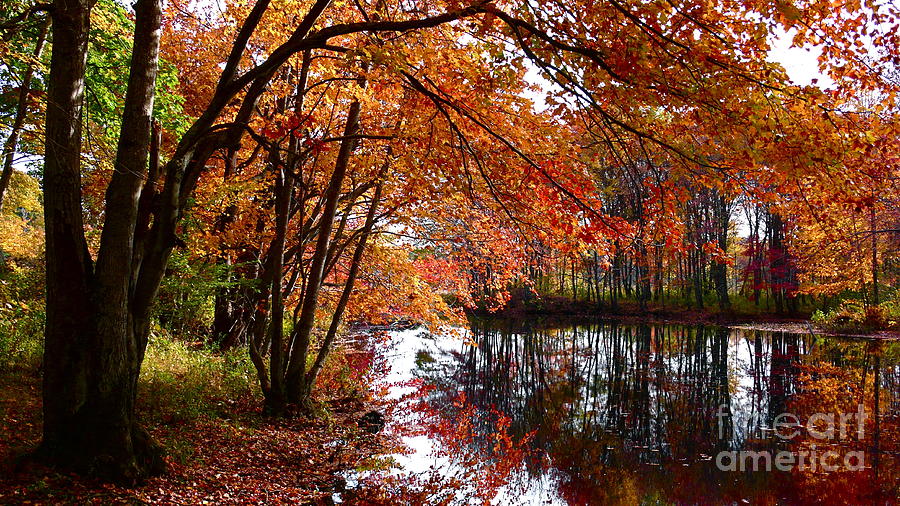 Fall in New Hampshire Photograph by Zoia Krastanova - Fine Art America
