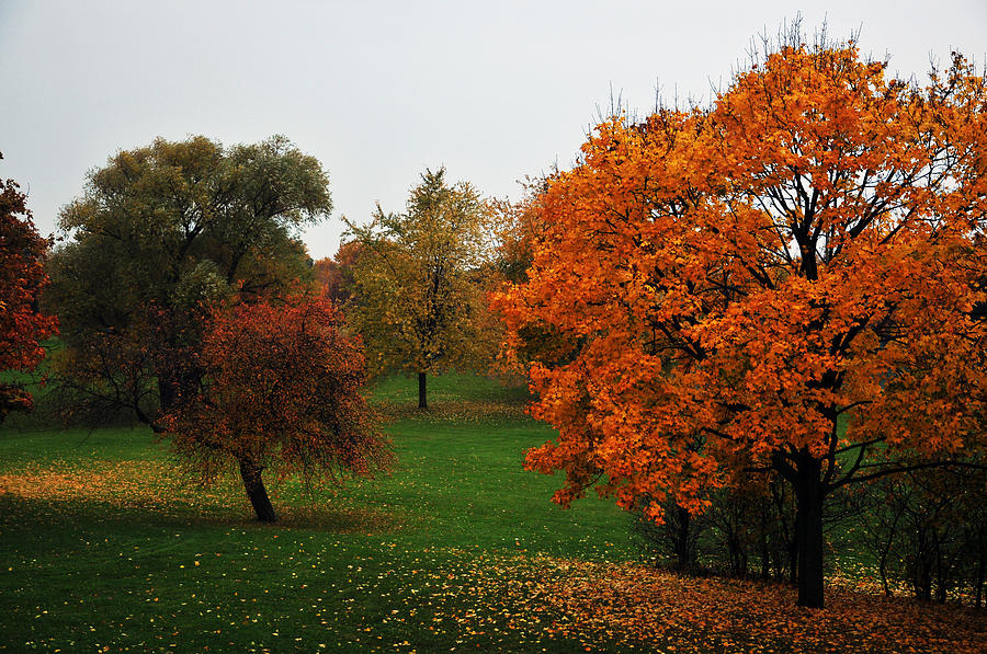 Fall in Park Photograph by Dragan Kudjerski
