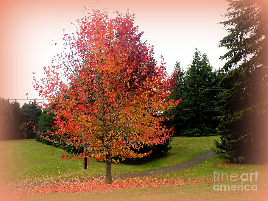 Fall In Tacoma Washington Photograph by Kathy  White