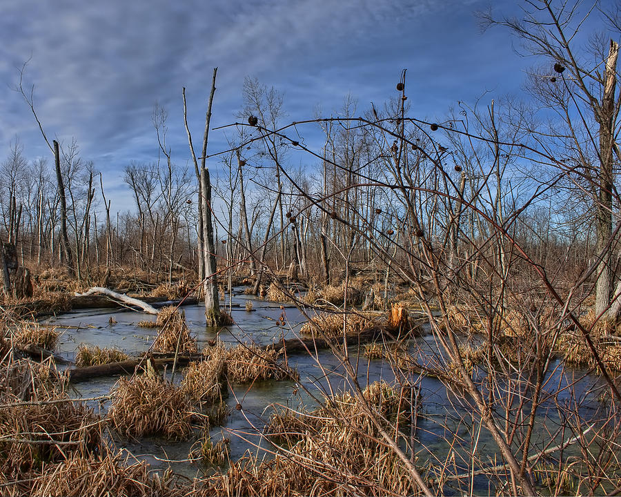 Fall in the Swamp Photograph by Scott Wood