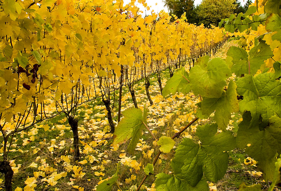 Fall in the Vineyard Photograph by Jean Noren