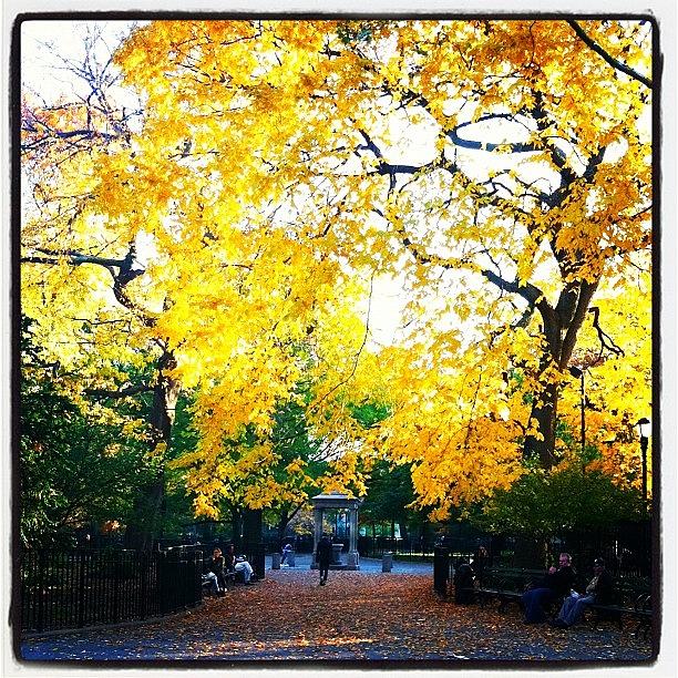 Fall Photograph - Fall In Tompkins Square by Lizzy M