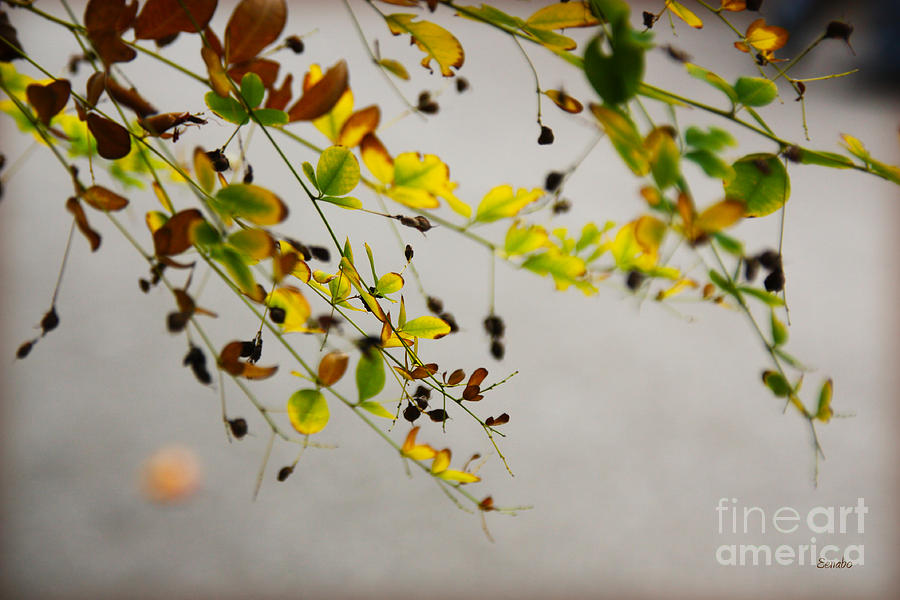 Fall Photograph by Eena Bo