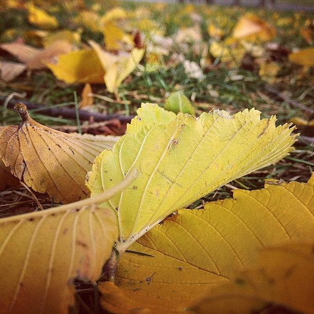 Fall Photograph - #fall Is Such A Wonderful Time! #leaves by Valaree Hoge