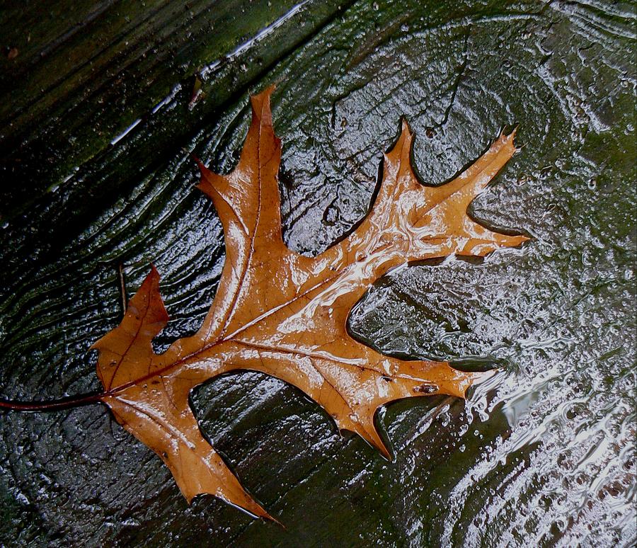 Fall Leaf Mixed Media by Connie Dye