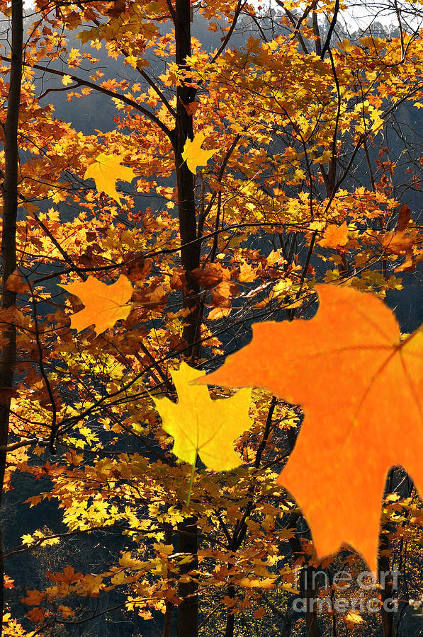Fall leaf falling Photograph by Dan Friend