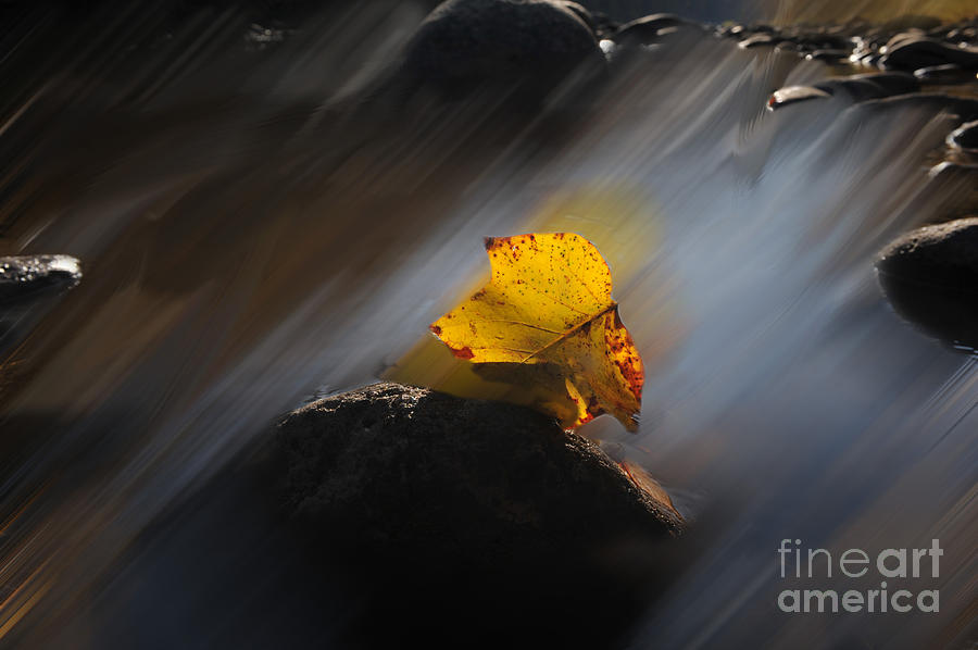 Fall leaf in water Photograph by Dan Friend