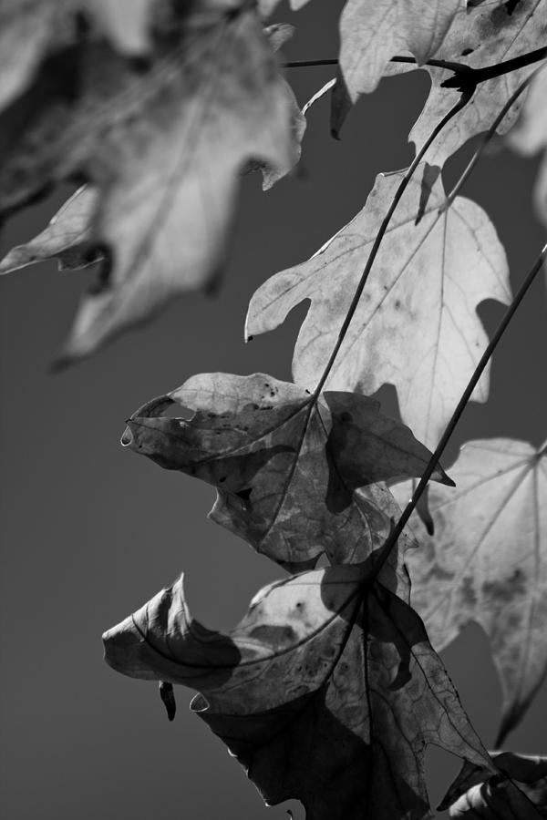 Tree Photograph - Fall Leaf Light by Lauri Novak