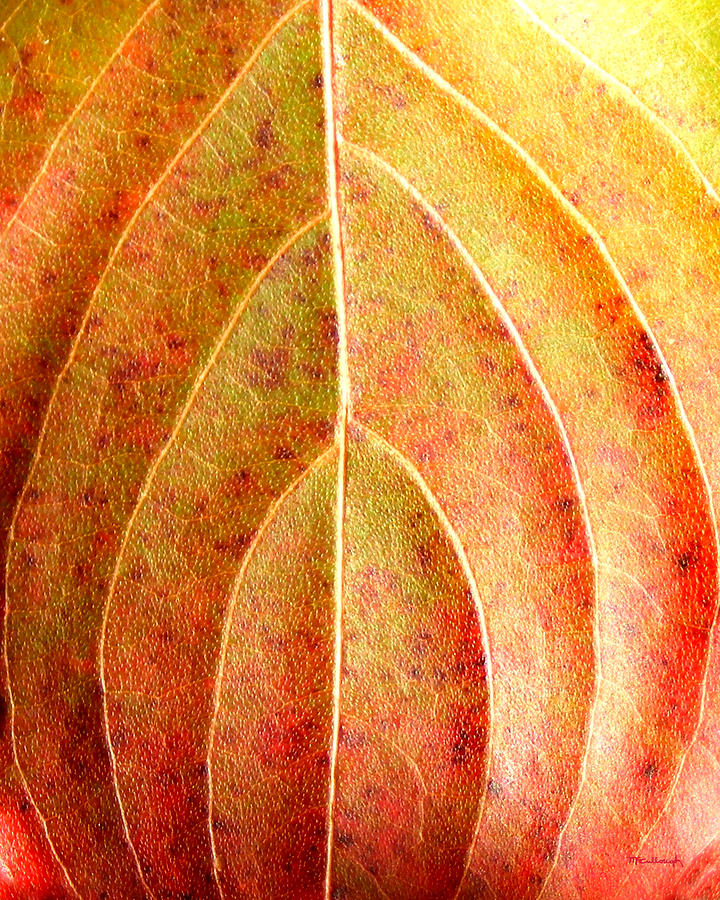 Fall Leaf upclose Photograph by Duane McCullough