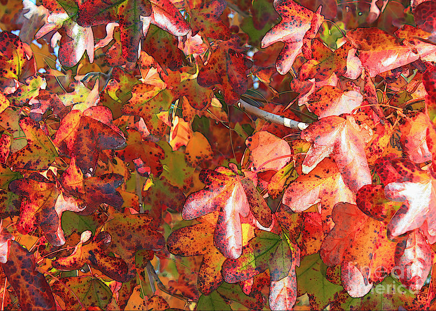 Fall Leaves - Digital Art Photograph by Carol Groenen