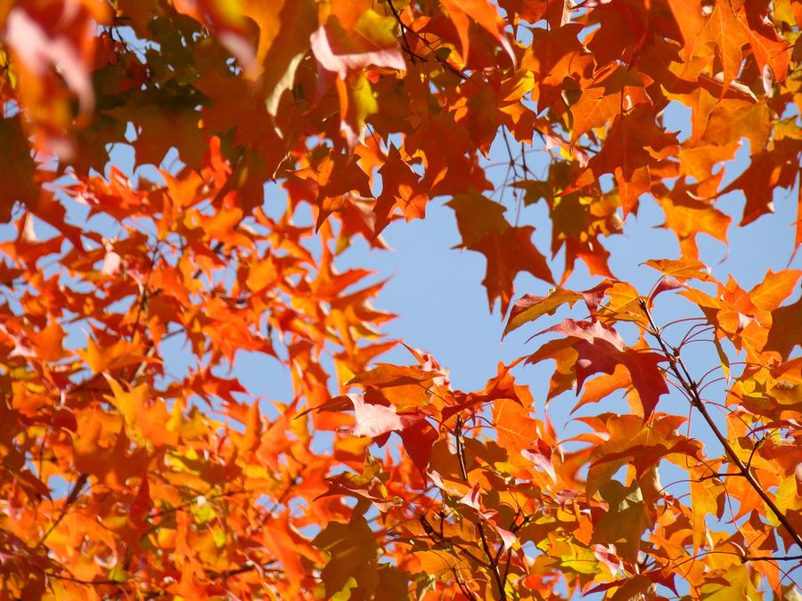 Fall Photograph - Fall Leaves art prints Autumn Red Orange Leaves Blue Sky by Patti Baslee