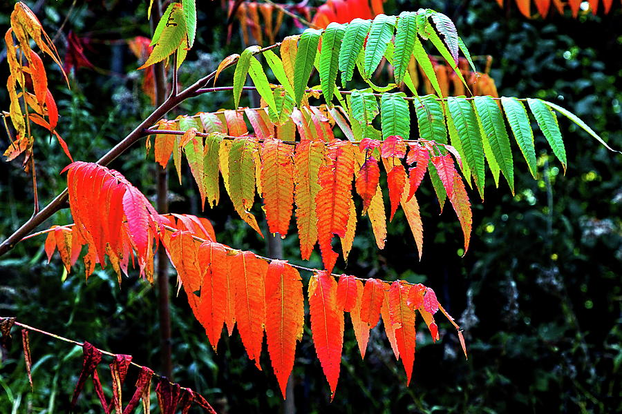 Fall Leaves Photograph by Burney Lieberman
