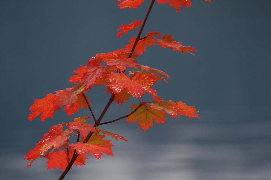 Fall Leaves Photograph by Cathie Douglas