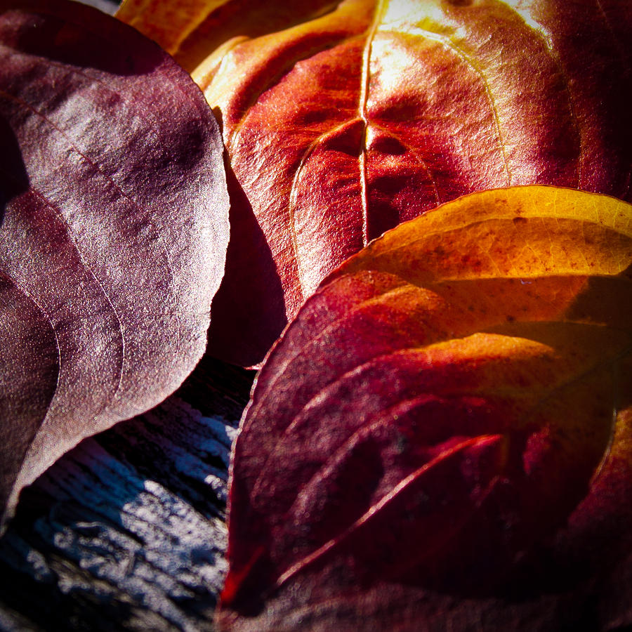 Fall Photograph - Fall Leaves by David Patterson