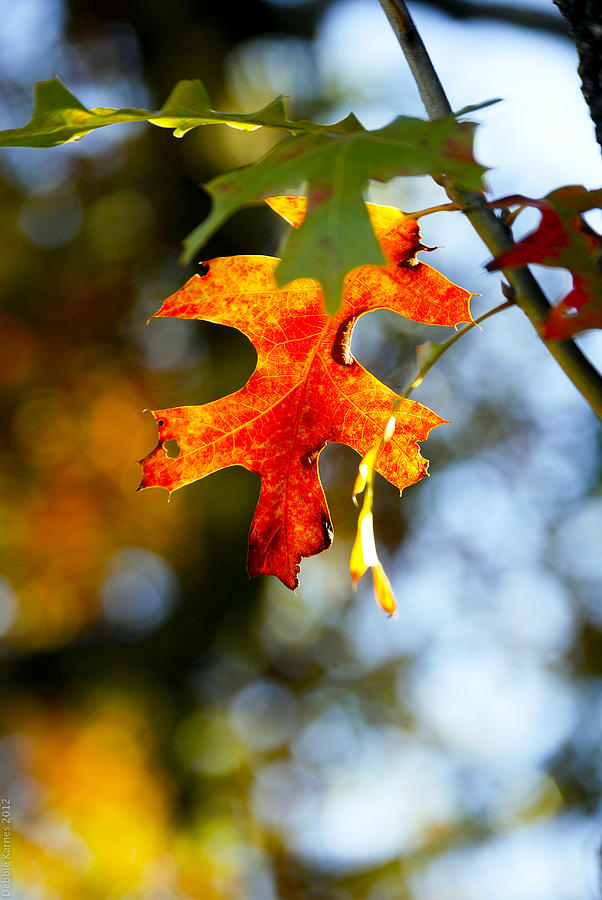 Fall Leaves Photograph by Debbie Karnes